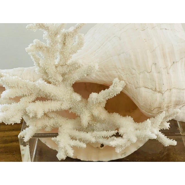 Antique White Antique Jumbo Spider Conch Shell 15” For Sale - Image 8 of 9