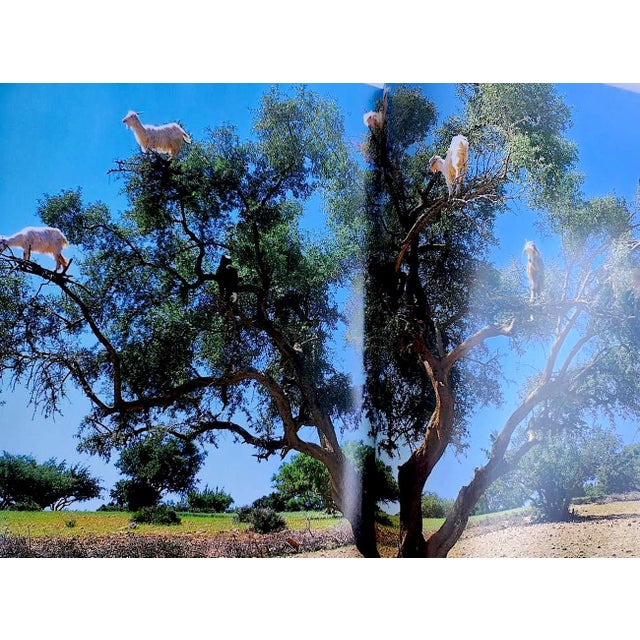 2003 Art Book, "Vivre Au Maroc" Living in Morocco, by Barbara and Rene Stoeltie, Angelika Taschen For Sale - Image 10 of 11