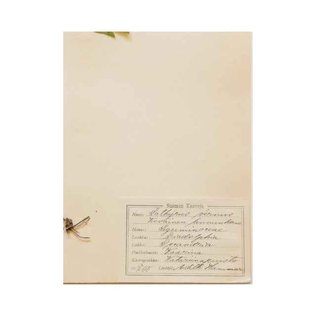 Antique Swedish Herbarium - Spring Pea, Circa 1908 For Sale In Seattle - Image 6 of 6