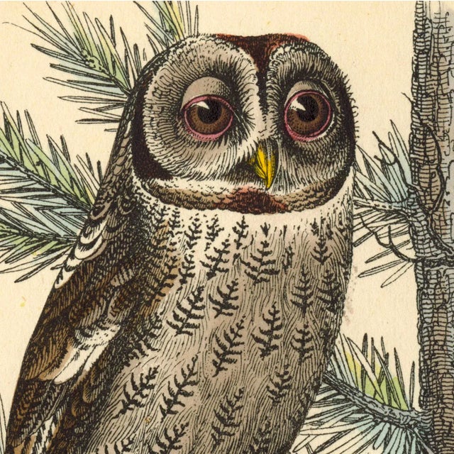 Realism Reproduction of '5 Owls' Archival Print For Sale - Image 3 of 4