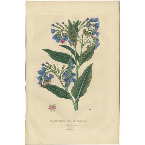 Drapiez, Colorful Flora, Hand-Colored Engravings, 1845, Set of 3 For Sale - Image 4 of 6