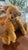 Teddy Bear Vintage Mohair Handmade Pristine C1980 For Sale - Image 14 of 18
