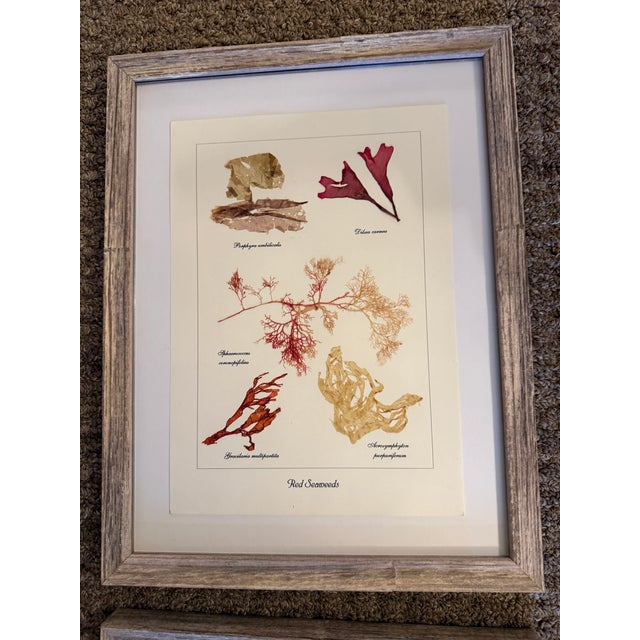 Red Seaweed Botanical Art, Set of 4, Created With Real Seaweed Specimens, 21st Century For Sale In Orlando - Image 6 of 9