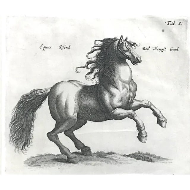 Original Antique Engraving Horses Merian & Jonston Amsterdam 1660 Equestrian Print. For Sale - Image 4 of 6