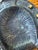 Brutalist Horseshoe Ashtray in Bronze, 1950s For Sale - Image 16 of 18