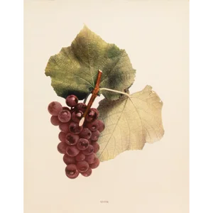 1900s U. P. Hedrick, Original Antique Photogravure of Lutie Grapes
