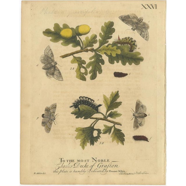 Albin, Moths with Oak Leaves, Hand-Colored Engravings, 1720, Set of 2 For Sale - Image 3 of 9