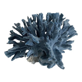 Natural Blue Coral Specimen Coastal Beach Decor For Sale
