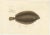 Antique Print of the Icelandic Flounder (Pleuronectes superciliaris) – Hand-Colored Lithograph, 1845 This elegant hand-...