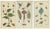 Gottlieb Tobias Wilhelm, Bugs, Leaves & Flowers, 1832, Prints, Set of 3 For Sale - Image 6 of 6