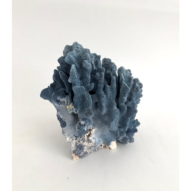 Natural Blue Coral Specimen For Sale In Los Angeles - Image 6 of 8