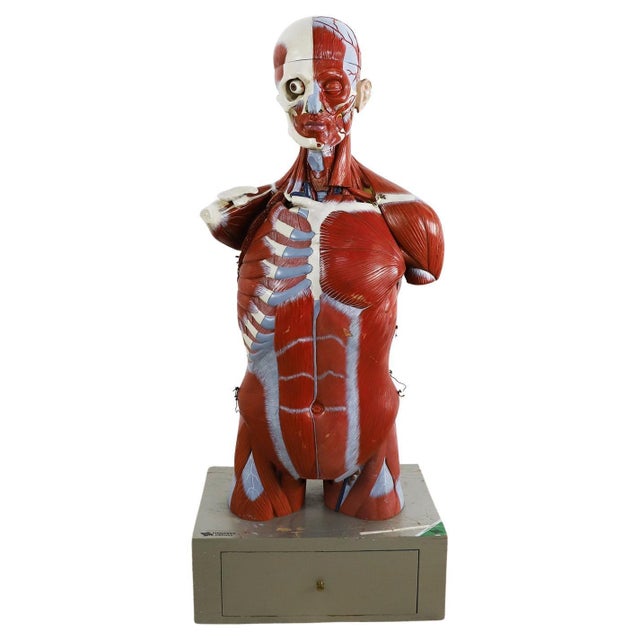Anatomical Medical Teaching Display, circa 1960 For Sale - Image 14 of 18