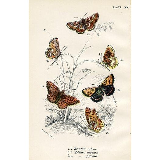 A pair of original antique Butterfly prints from a natural history folio published in England in the late-1800s. Among the...