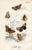 A pair of original antique Butterfly prints from a natural history folio published in England in the late-1800s. Among the...