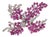 Mid 20th Century Retro 10.00 Carat Pink Sapphire Diamond 14k White Gold Brooch For Sale
