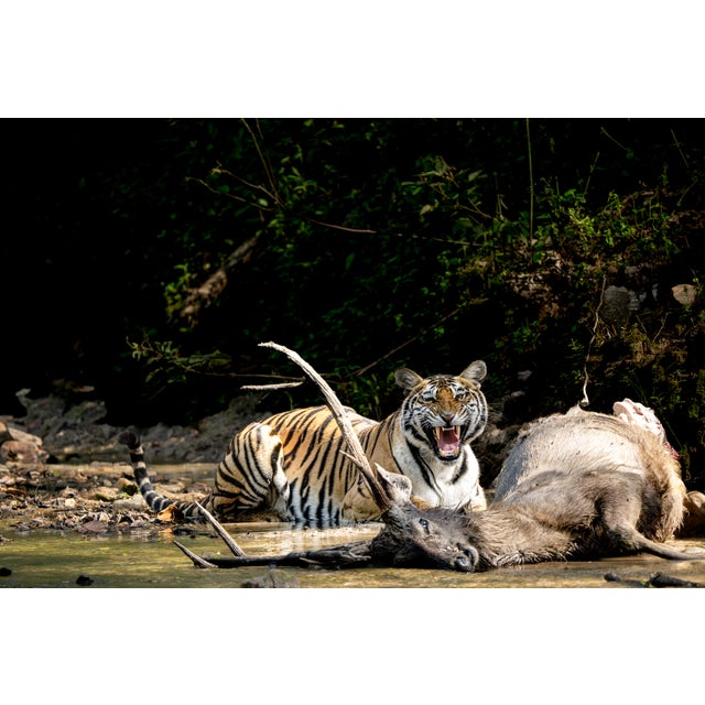 INTRODUCTION “Predator and The Wild Encounters “is a Photographic Album for Art Collector, animal watchers, lovers and...