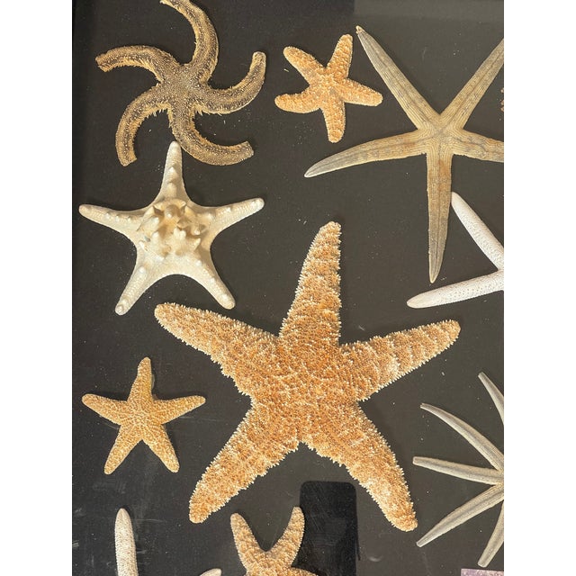 Contemporary Vintage Sea Stars Collection in a Shadow Box Greeting From Florida For Sale - Image 3 of 11