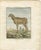 Rare 1769 india sheep & ram trio – hand-coloured buffon engravings set : this exceptional trio of hand-coloured engravings...