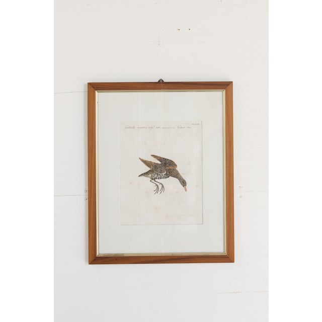 18th Century Hand Colored Bird Engravings From Italy - Set of 9 For Sale - Image 10 of 12