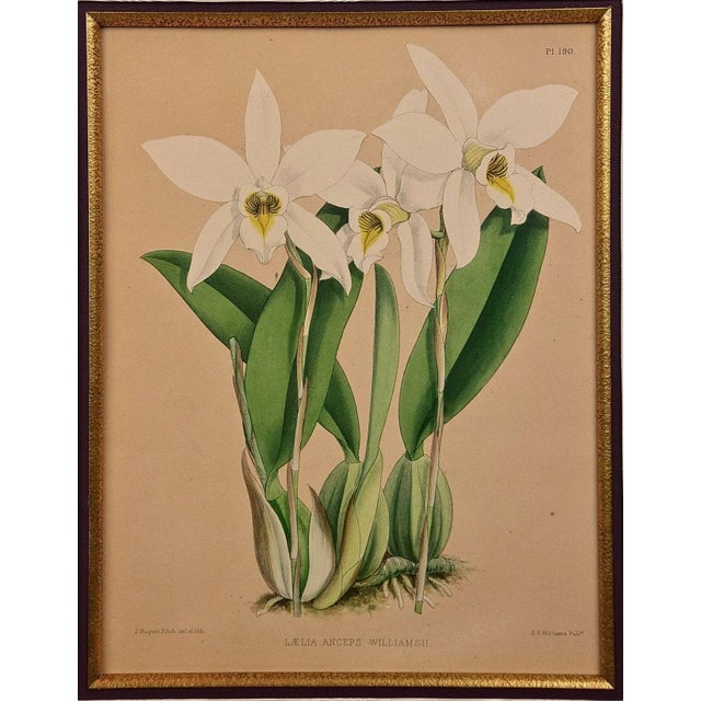 This beautiful, original hand-colored orchid lithograph entitled "Laelia Anceps Williamsii" Orchids by John Nugent Fitch...