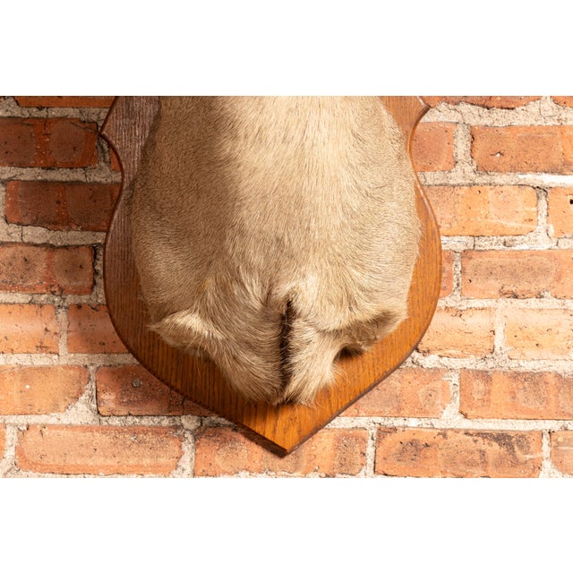 Wood Whitetail Deer Buck Taxidermy Shoulder Mount For Sale - Image 7 of 7