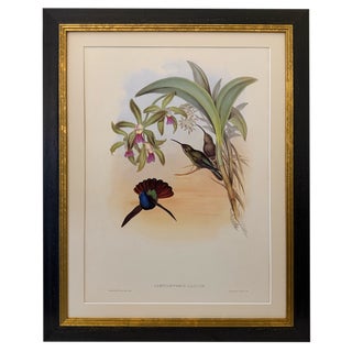 1990s John Gould Framed Print, Lazuline Sabre Wing Hummingbird (Plate 44- Hill House Edition) For Sale
