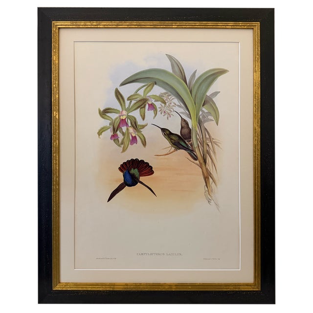 1990s John Gould Framed Print, Lazuline Sabre Wing Hummingbird (Plate 44- Hill House Edition) For Sale