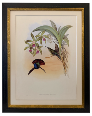 1990s John Gould Framed Print, Lazuline Sabre Wing Hummingbird (Plate 44- Hill House Edition)