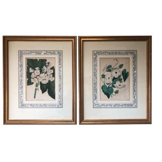 Antique Botanical Prints - Set of 2 For Sale