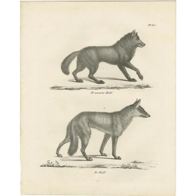 19th-century lithograph of the black wolf and grey wolf in striking detail : this remarkable 19th-century lithograph...