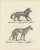 19th-century lithograph of the black wolf and grey wolf in striking detail : this remarkable 19th-century lithograph...