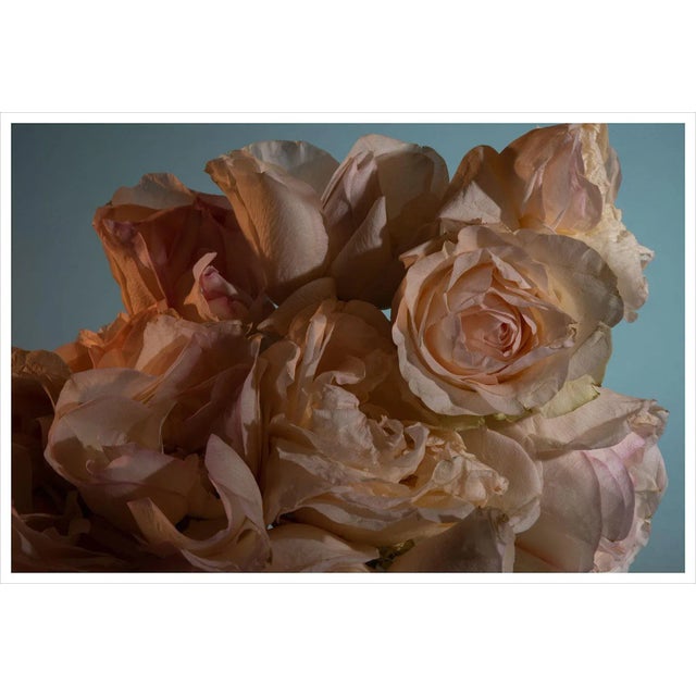 Contemporary Pink Rose Still Life Photograph - 20" X 30" For Sale - Image 3 of 3