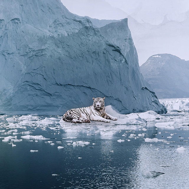 2010s Arctic Diaries by Marcin Owczarek | Photography of a surreal icy landscape with animals For Sale - Image 5 of 5