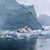 2010s Arctic Diaries by Marcin Owczarek | Photography of a surreal icy landscape with animals For Sale - Image 5 of 5