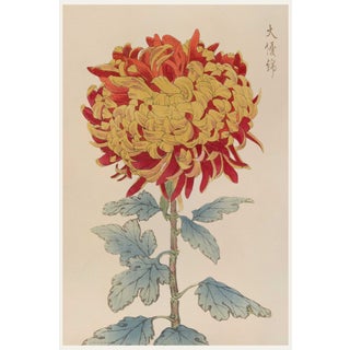Asian Red Mum by Hasegawa, Vintage Japanese Botanical Art Print, 8" X 12" For Sale