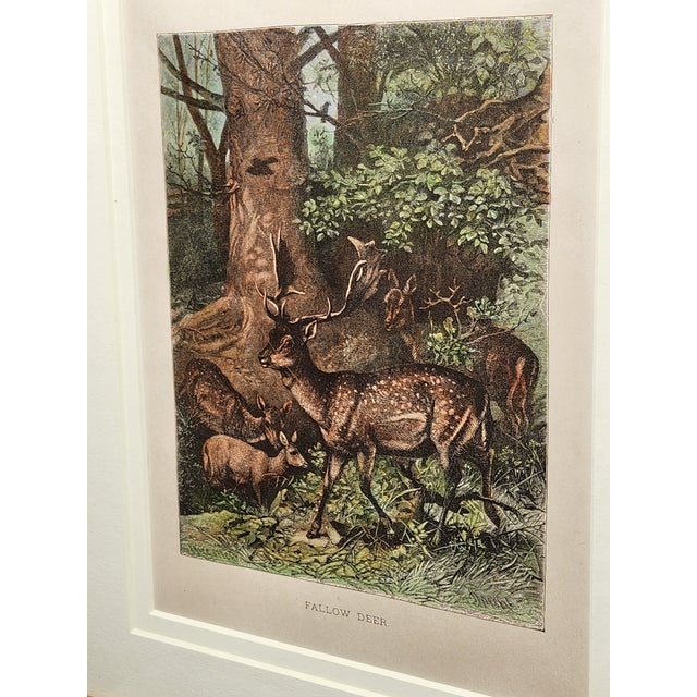 Wood Late 19th Century Louis Prang Deer Engravings in Burl Wood Style Frames - Set of 4 For Sale - Image 7 of 16