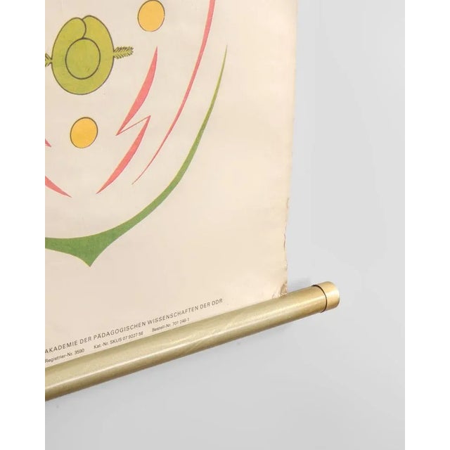 1980s Botanical Poster by Volk und Wissen Volkseigener Verlag, Germany, 1980s For Sale - Image 5 of 8