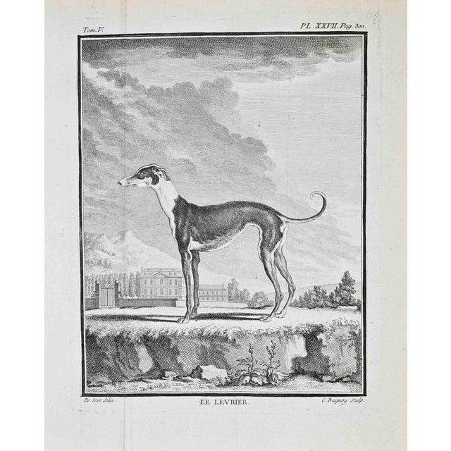 Jacques de Seve, Le Lévrier, Etching, 1771 For Sale
