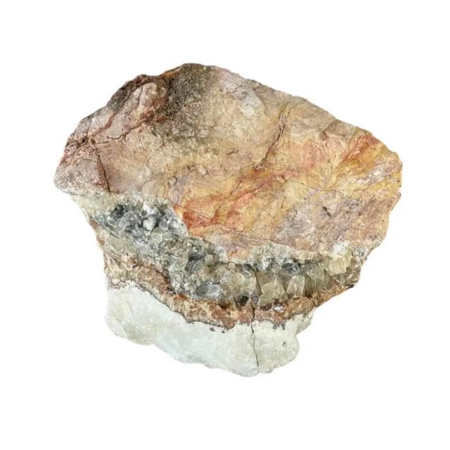 Natural Petrified Wood Specimen #4 For Sale In Tampa - Image 6 of 9