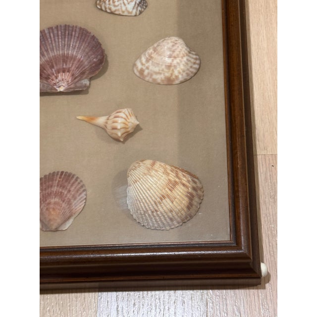 Vintage Framed Seashell Shadow Box For Sale In New Orleans - Image 6 of 12