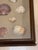 Vintage Framed Seashell Shadow Box For Sale In New Orleans - Image 6 of 12
