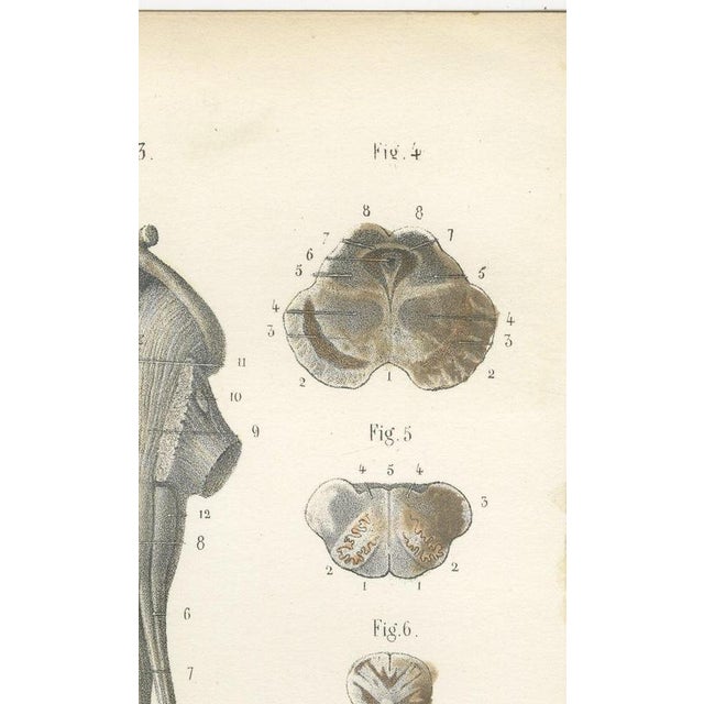 Paper Hirschfeld and Leveille, Spinal Cord and Its Serial Sections, Hirschfeld Double Folding Plate, 1866, Paper For Sale - Image 7 of 12