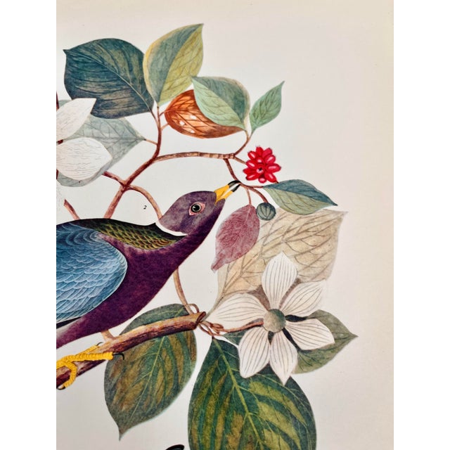 Paper 1964 Audubon Folio Lithograph Great Bird Paintings – “Band Tailed Pigeon” 17x14 For Sale - Image 7 of 10