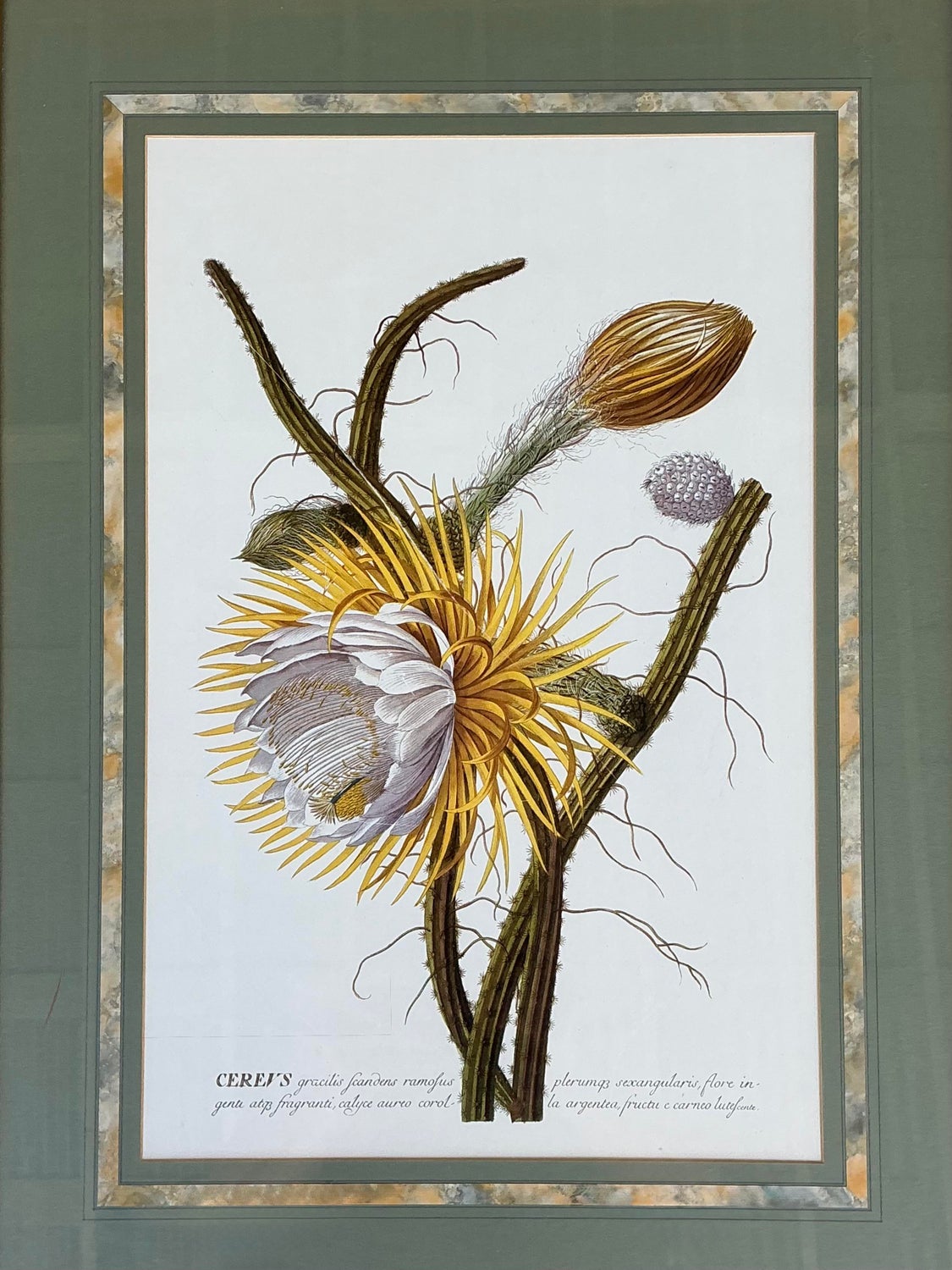 Vintage Ehret Botanical Prints - Set of 2 - Side view