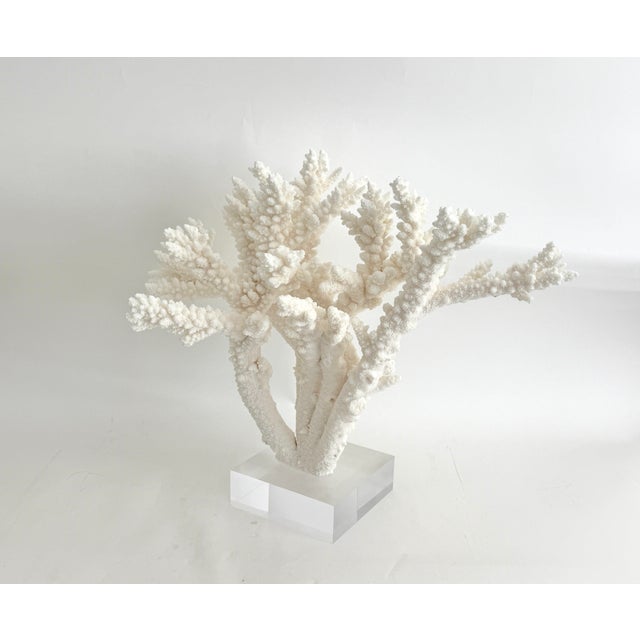 Extraordinary Natural Branch Coral on Acrylic Base For Sale In Los Angeles - Image 6 of 9