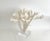 Extraordinary Natural Branch Coral on Acrylic Base For Sale In Los Angeles - Image 6 of 9