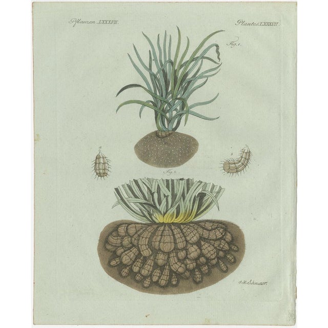 Bertuch, Tiger Nut, 1800, Engraving For Sale - Image 9 of 9