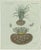Bertuch, Tiger Nut, 1800, Engraving For Sale - Image 9 of 9