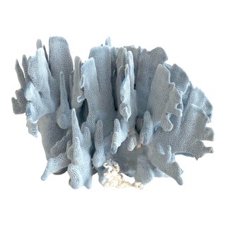 Natural Blue Coral Specimen Coastal Home Decor For Sale