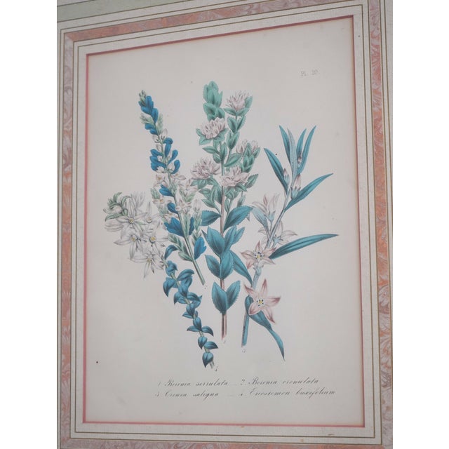 1900 - 1909 1900s Pair of Floral Engraving Prints Artwork For Sale - Image 5 of 14